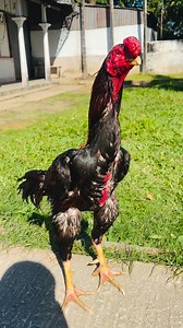 Red_Card⚔️ | Java Aseel