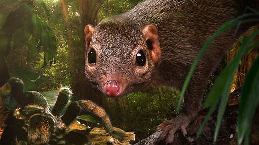 BBC One - Hidden Kingdoms - Tree-shrew