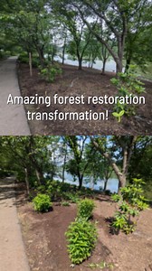 🌱 Talk about a transformation! 🌱 The Nature Conservancy (TNC) partnered with Branch Brook Park Alliance on a forest restoration project aimed at combating the invasive Japanese knotweed. This fast growing plant forms dense thickets of bamboo-like vegetation that aggressively outcompetes native plants and negatively impacts wetland and riparian areas. As part of the experimental restoration, members of Branch Brook Park Alliance and TNC removed established Japanese knotweed, and replaced it wit