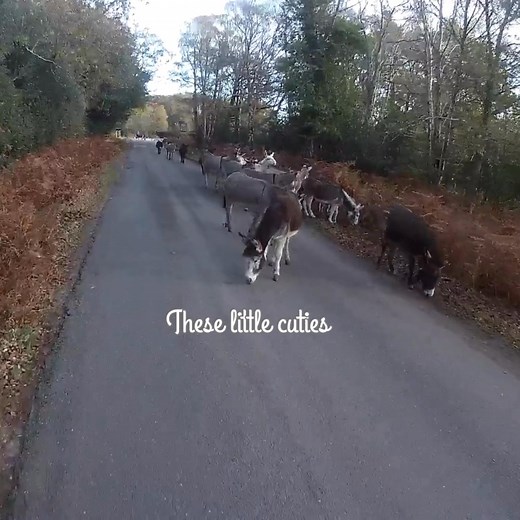 53K views · 843 reactions | 22 donkey's in the New Forest. | Charlie Brookes Photo Booths | Facebook