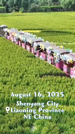 204K views · 276 reactions | A Shenyang township in northeast #China's Liaoning Province is drawing crowds with its unique blend of #farm experiences and creative activities. Spanning 103 hectares, the landscape has transformed into a sea of #green as rice paddies enter peak growing season - creating stunning photo-ready vistas! Check it out! | China Box | Facebook