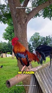 Secrets to Raising Happy and Healthy Chickens: A Beginner's Guide #chicken #poultrycaretips #responsiblebreeding | Gamefowl Enthusiast