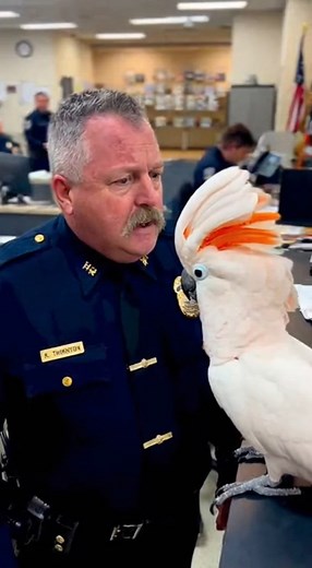 25K views · 925 reactions | this parrot just exposed the chief for stealing donuts 藍 #talkingparrot #funnyclip #fyp #policestation | Talk with blu | Facebook