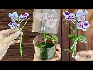 How to sow roots. Simple and easy orchid propagation