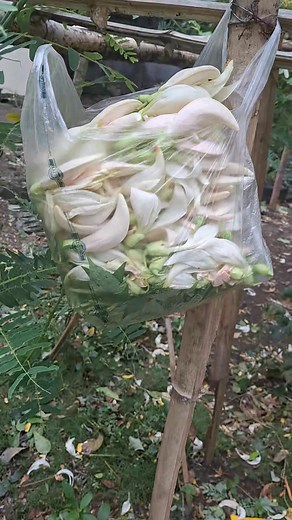 Typhoon damage assessment to harvesting of vegetable hummingbird (katuday.)😊 | Vincent Valdez Villa