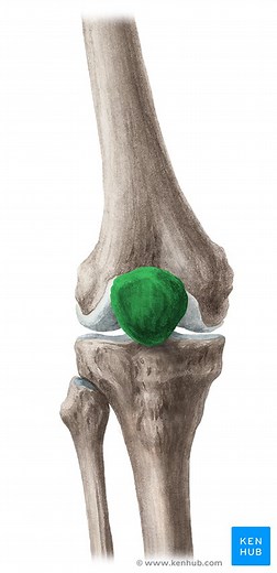 Patella