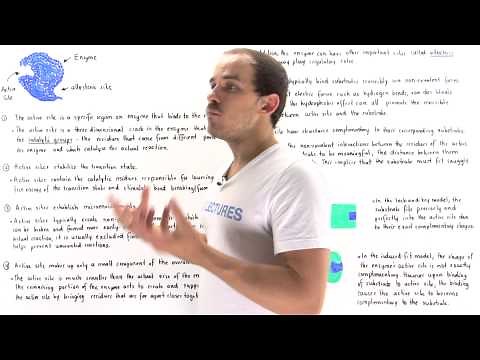 Properties of Active Sites, Lock-and-Key Model and Induced-Fit Model