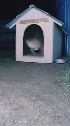 Best video funny moment 😂 #neko3 #short