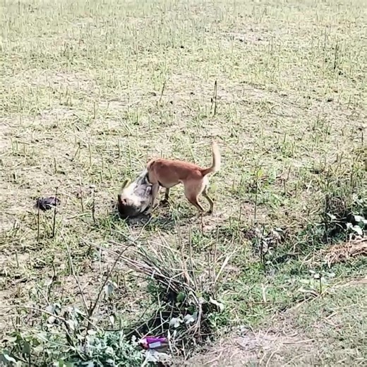 3.6M views · 18K reactions | Terrifying Canine Confrontation: Owners Helpless as Dogs Engage in Battle | Real World Police | Facebook