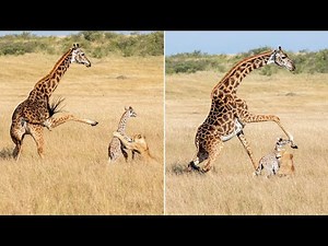 9 Animal Facts You Won’t Believe Are Real