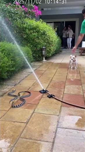 Sprinkler Hiss Reveals Garden Krait - Terrier's Alarm Bark Response
