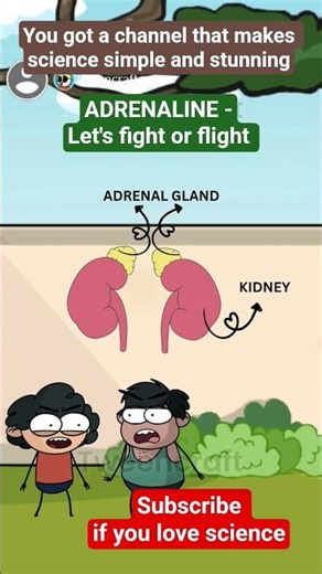 Adrenaline: The Body’s Emergency Button!