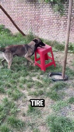 Is This The Most Intelligent Belgian Malinois? 🐕 #dogtraining #k9
