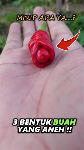 Buah Ini ko mirip itu ya..? Ada Yang tau #facts #didyouknow #fruit