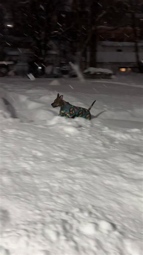Snow dog race track 😎🤣❄️