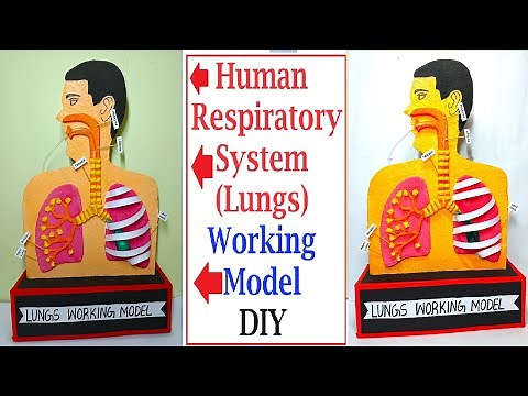 human respiratory working model(lungs) 3d for science exhibition - diy - howtofunda -biology project