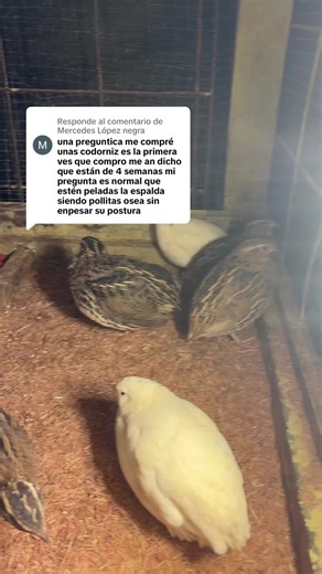 Cómo criar codornices: guía completa