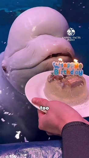 Why Everyone Loves Beluga Whales 🐳
