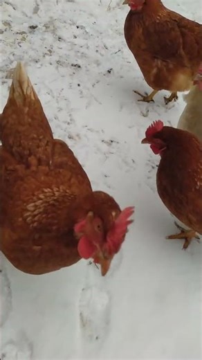 любознательная стайка пернатых 🐔