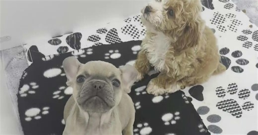 City of Pompano Beach looking to tighten regulations regarding puppy breeders and puppy mills