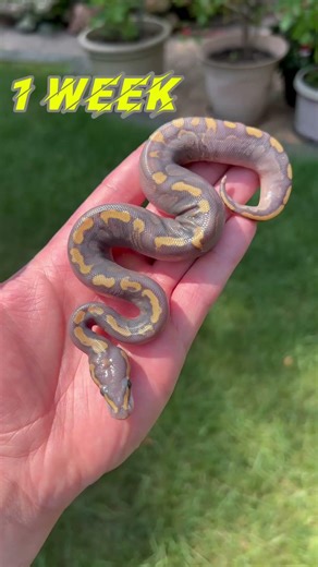 Ball Python Color Transformation! GHI YB Hypo Ball Python😍🐍