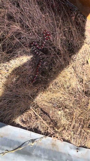 Flipping a California Mountain Kingsnake