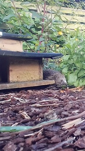 Egel Snuffel, de nieuwste egel om m'n tuin was vanochtend nog wakker