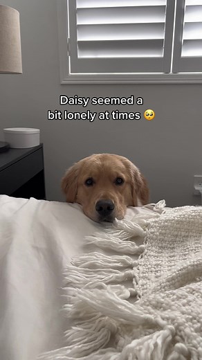 Introducing Little Maple to Our Family Dog Daisy | National Pet Day