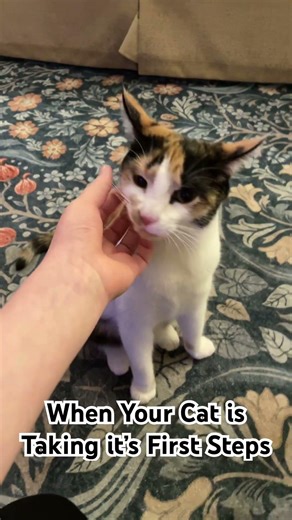 When Your Cat is Taking it’s First Steps