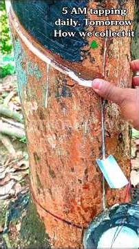 how rubber is actually made 🌳 Your car tires, shoes, gloves… all start right here.🌲 #rubbertapping