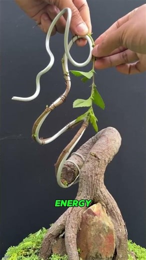 The Most SATISFYING Bonsai Shaping Timelapse! 🌳✨ #bonsai #satisfying #building #construction#diy