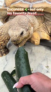 Cucumber Lifesaver: How a Cucumber Trains Wise Choices
