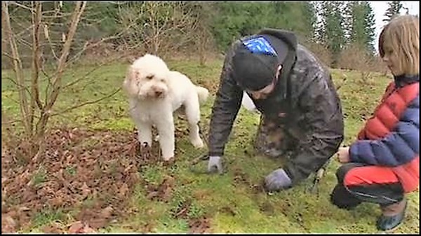 Truffles grown in the PNW at this first-of-its-kind farm
