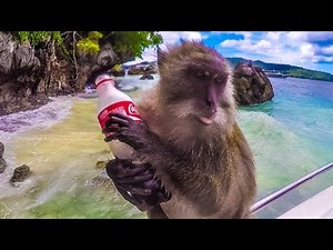MONKEY BEACH! (500+ crazy & hilarious monkeys)