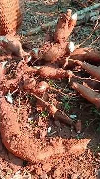 Unearthing Nature's Bounty: Cassava Harvest Unveiled