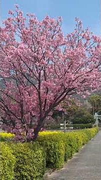 Kasuga Shrine, Mure, Hofu City, Yamaguchi Prefecture: Heart-shaped cherry blossoms #YamaguchiPref...