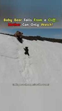 Baby Bear Falls From a Cliff… Mother Can Only Watch! #shorts #viral #animals