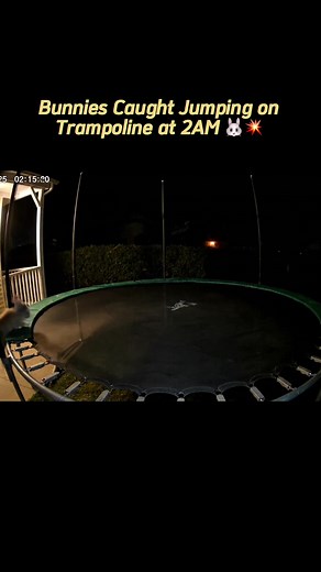 Bunnies Jumping on Trampoline at 2AM: A Nighttime Surprise