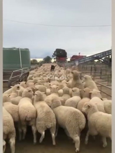 Must watch : Dog running over sheep... (Sheep surfing Dog)
