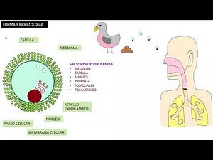 CRIPTOCOCO NEOFORMANS