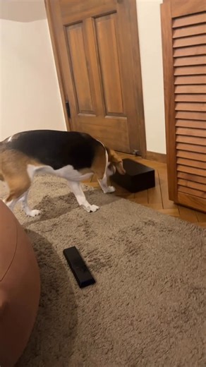 ビーグルのいと姫 on Instagram: "あたちストレス溜まってるの！ #ビーグル#ビーグル大好き#犬のいる暮らし#ビーグル犬好きと繋がりたい #beaglebeaglelove"