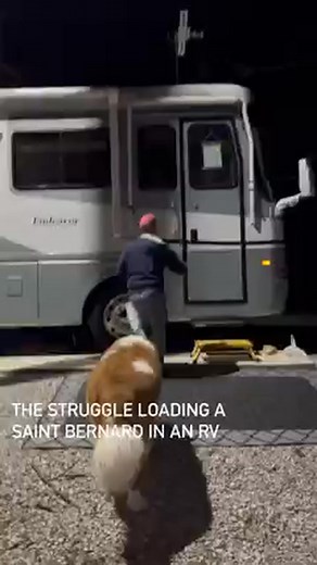 Loading #beemo #saintbernard #dog in our RV! Retirees AtPlay David Clark, Karen McMillan Clark, Beemo St. Bernard | I Love My Saint Bernard