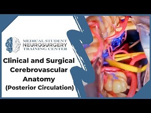 Clinical and Surgical Cerebrovascular Anatomy (Posterior Circulation)