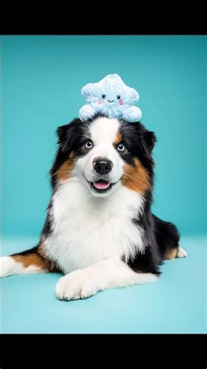 Les photos avec leurs peluches 🥹 #chien #photographe #dogs