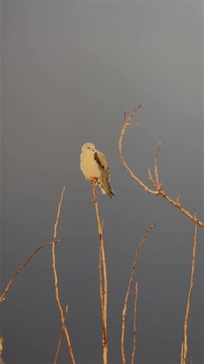 Digiscoping de un Elanio azul a 25x grabado con un #iphone.