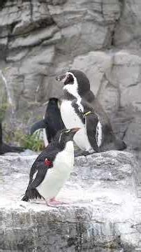 ペンギンの遊び