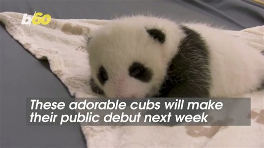 Panda cubs at Berlin Zoo open their eyes for the first time!