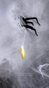 Linothele fallax Dipluridae | Clemens Schweiger