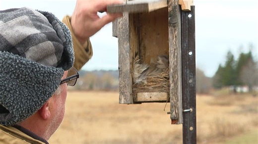 Nature group cleaning out nesting boxes to save declining bird population