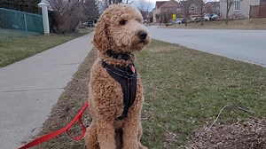 Watch Kong Max Heavy Duty Dog Harness on Amazon Live